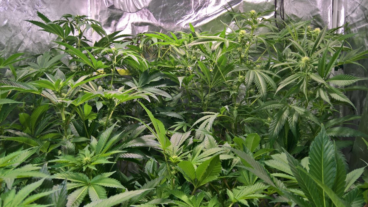 Canopy looking a bit messy after trim