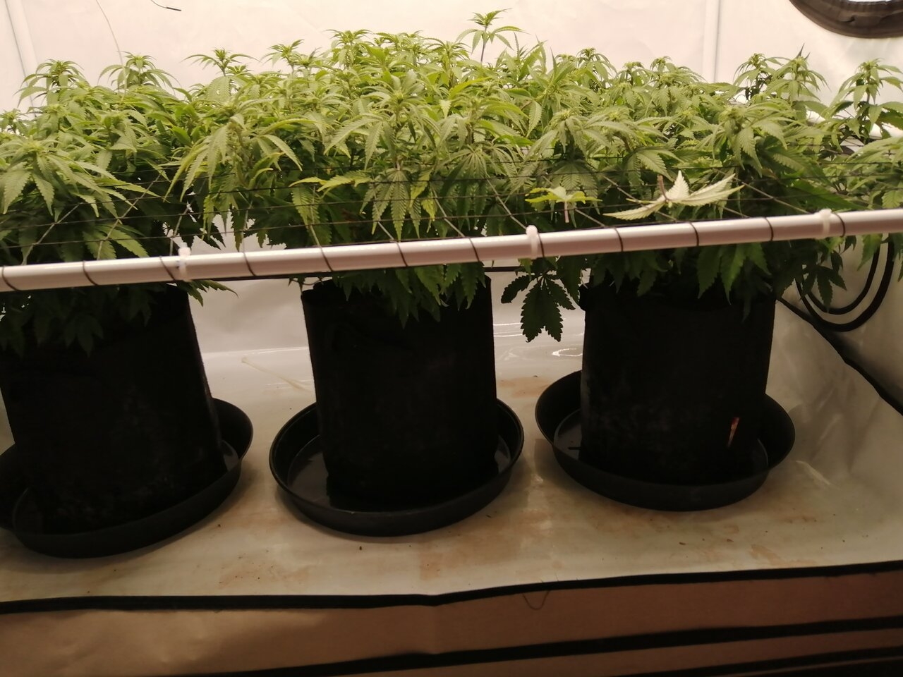 Cheese Scrog Day 10 Of Flower