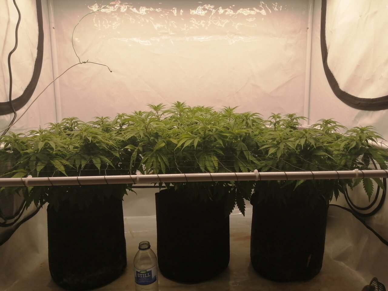 Cheese Scrog Day 4 Of Flower