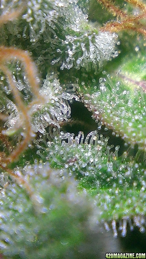 Cheese Trichomes
