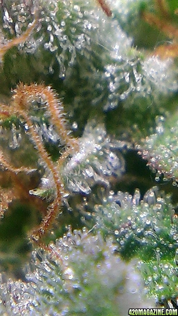 Cheese Trichomes