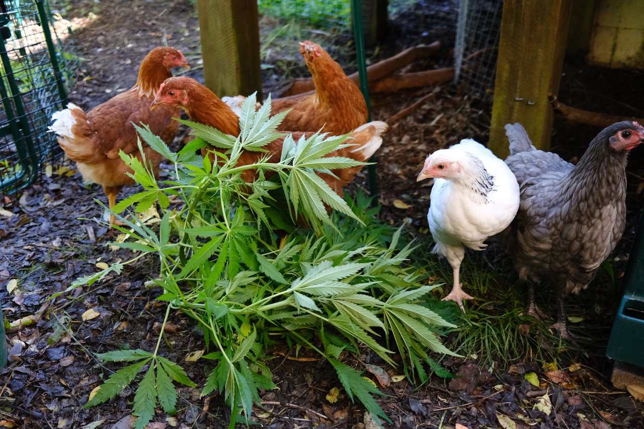 Chickens checking out 1 of the males!