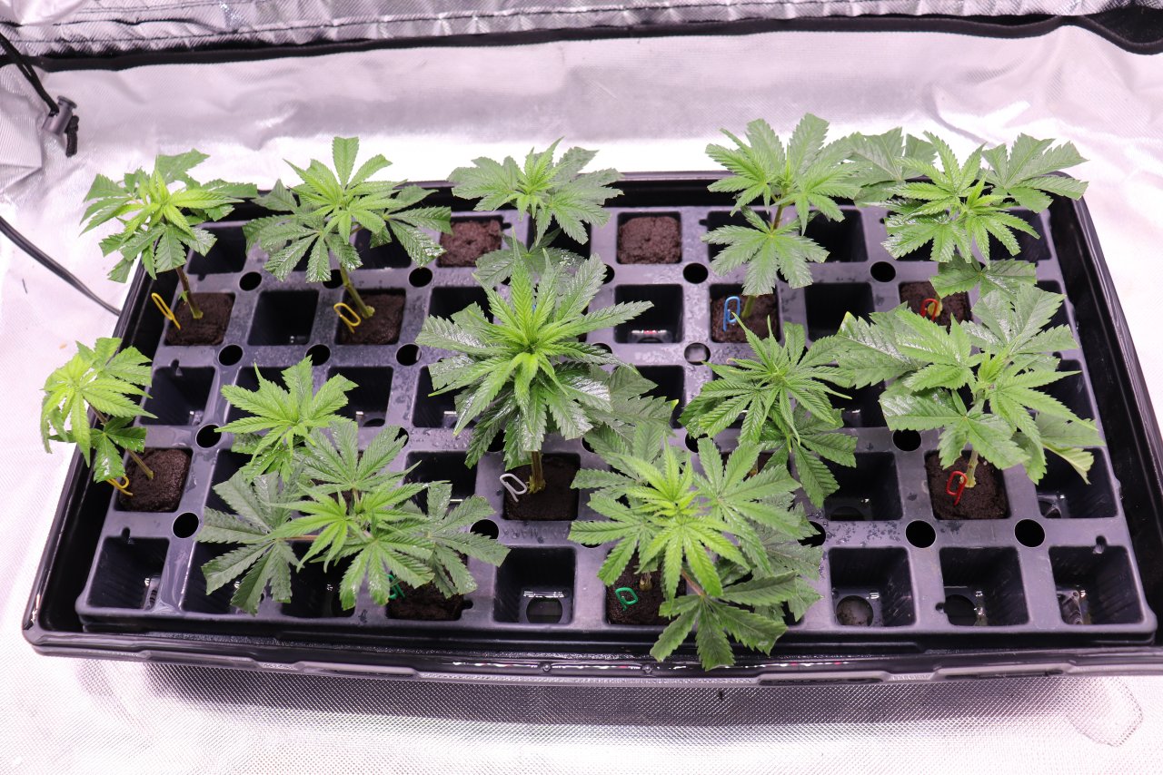 Cloning Tent-Day 8 of Rooting-4/28/24
