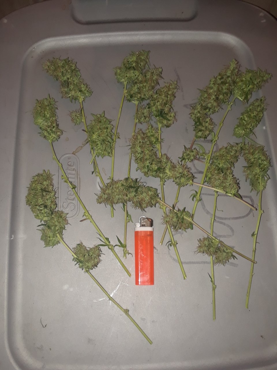 Crooked Zeeb lower harvest day. 14½ weeks from seed