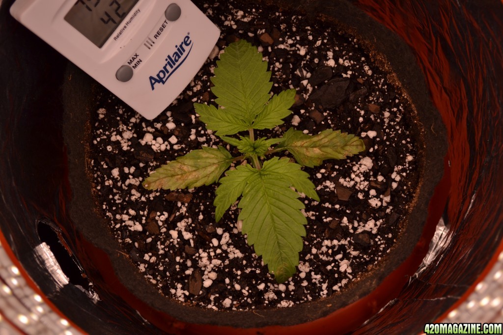Day 12 (V) Plant Issues