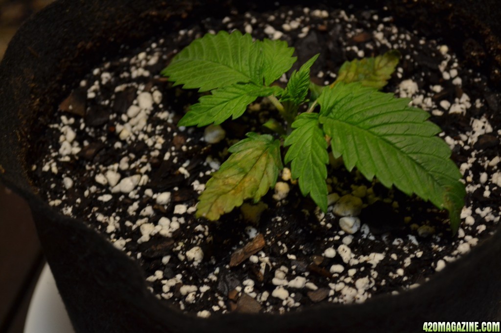 Day 12 (V) Plant Issues