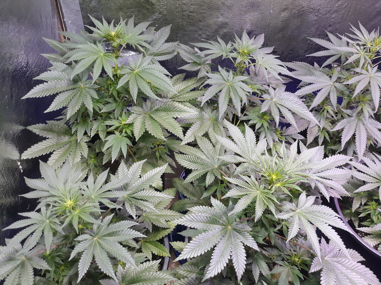 Day 16 looking more indica then all my other crops of same strain results of selfing.