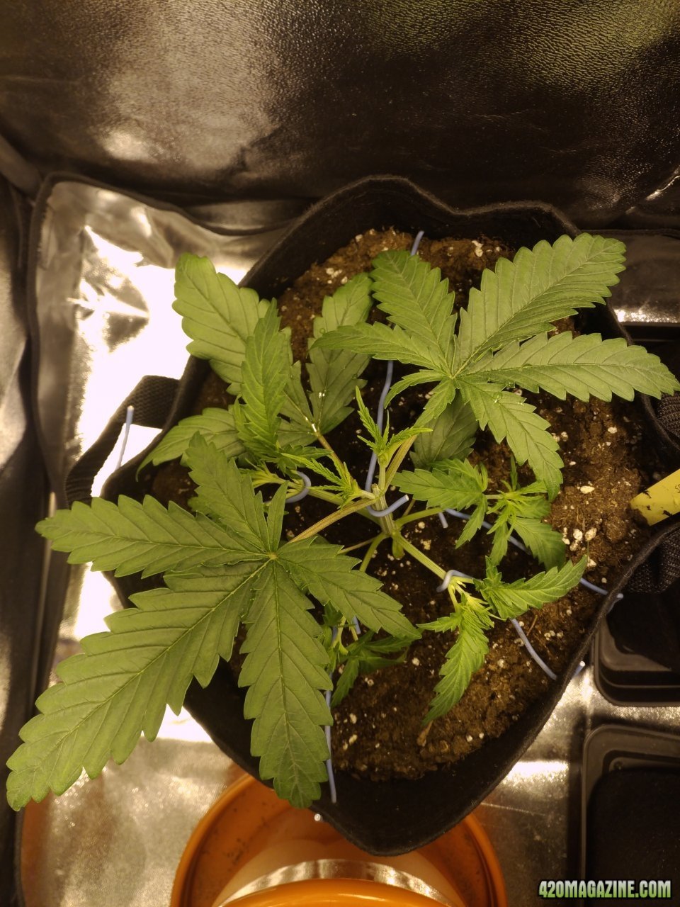 day 20 - sexbud first time trying LST