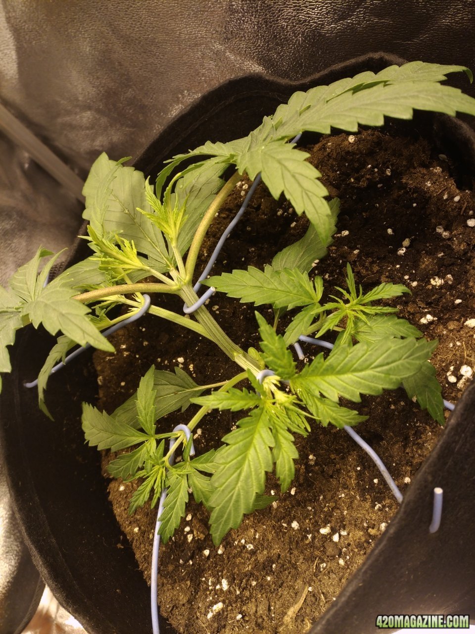 day 20 - sexbud first time trying LST