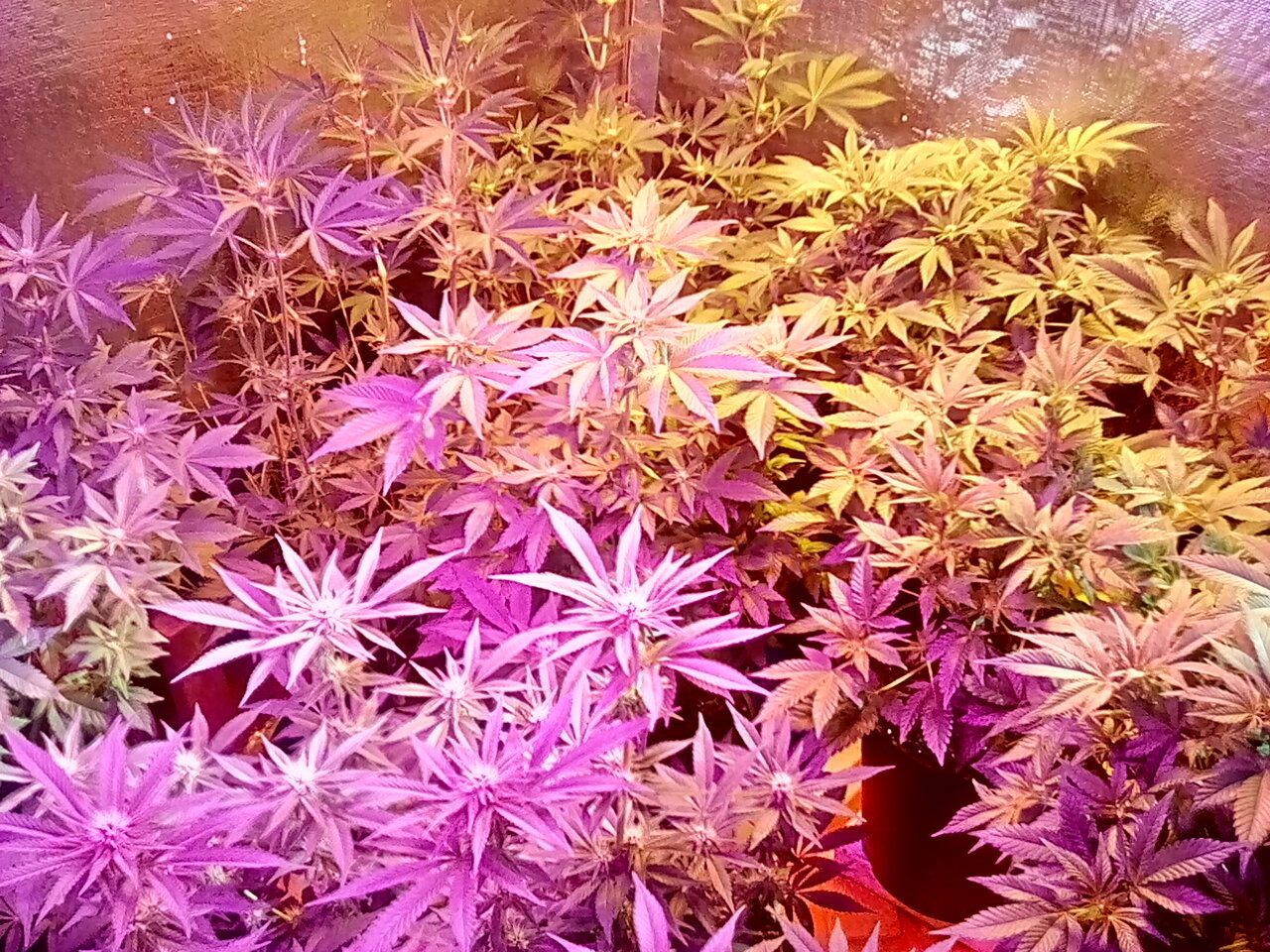 Day 24 400 watts hps with 3500 watts led.