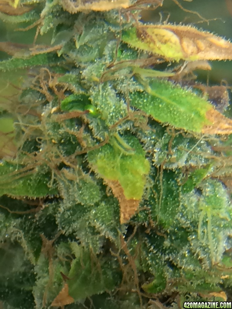 day 79 of flower day 80 its comming down 00 Kush