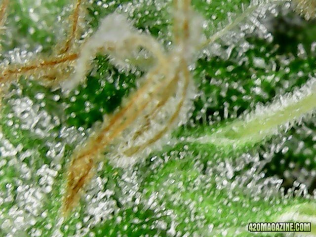 Day 98 Blueberry #1 Flo Day 52 - Micro View