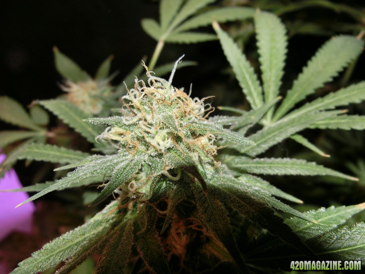 Day 98 Blueberry #2 Flo Day 52 -Bud Site
