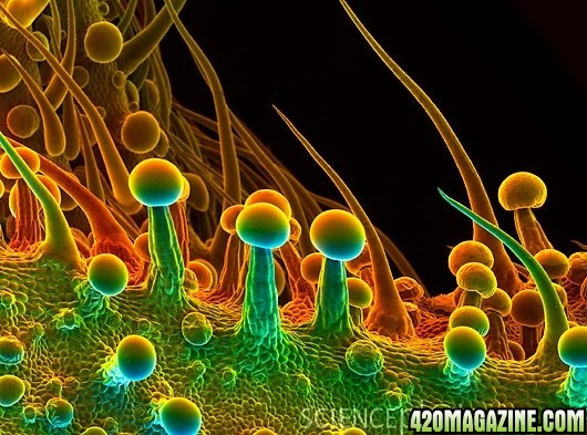 electron microscope photo of trichomes