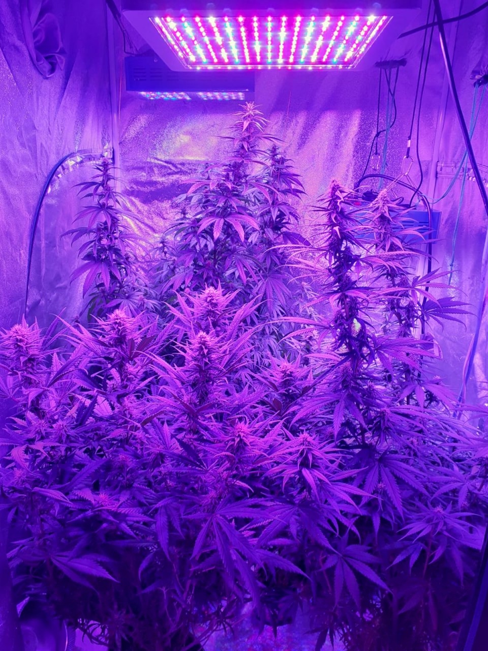 End of 5th week flower in 39x39 tent