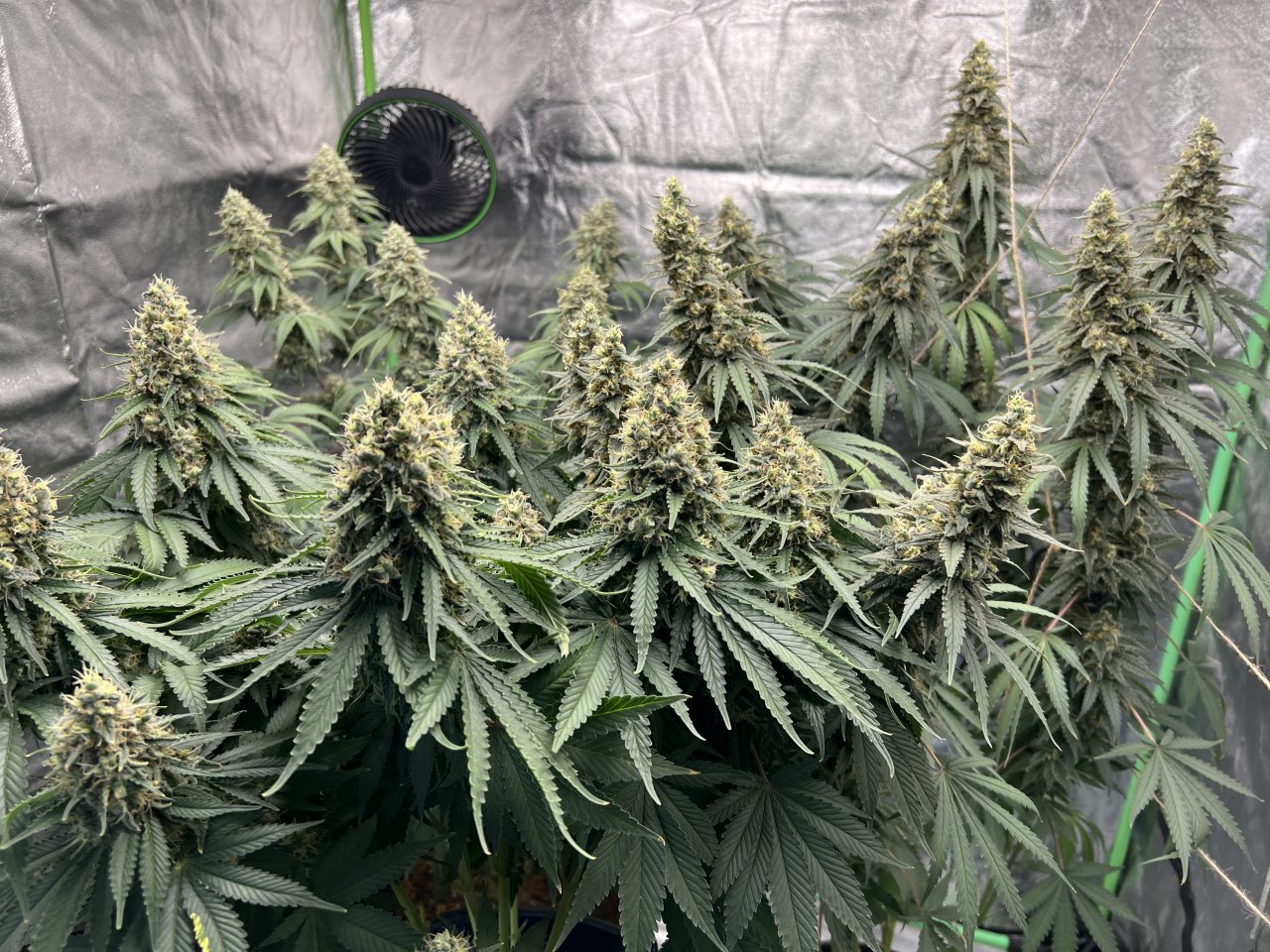Family photo Day 80 and day 52 of flower (week 7.5)