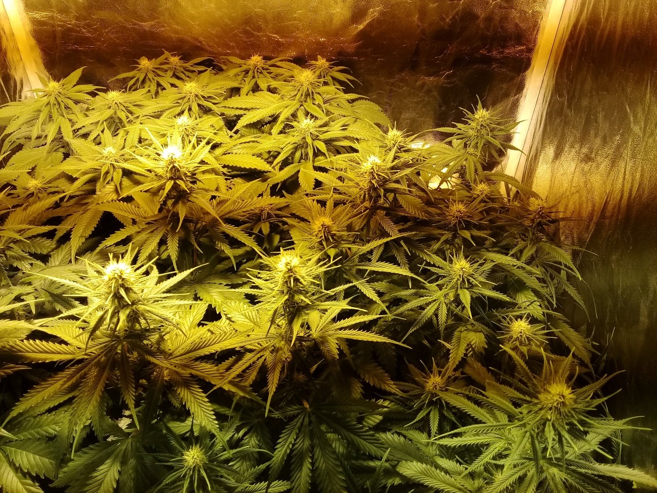 Flower tent day 27 of 12/12