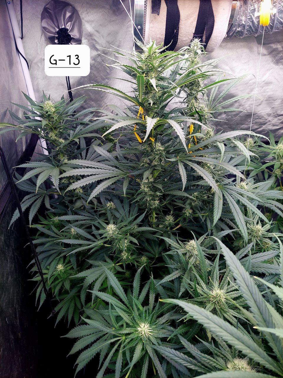 G-13-Grow Journal-Summer Grow 2023
