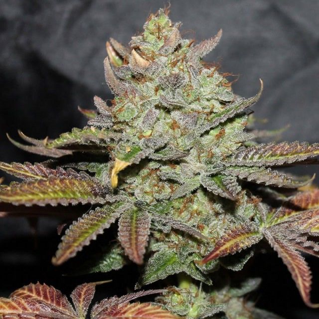 girl-scout-cookies-female-cali-connection.jpg