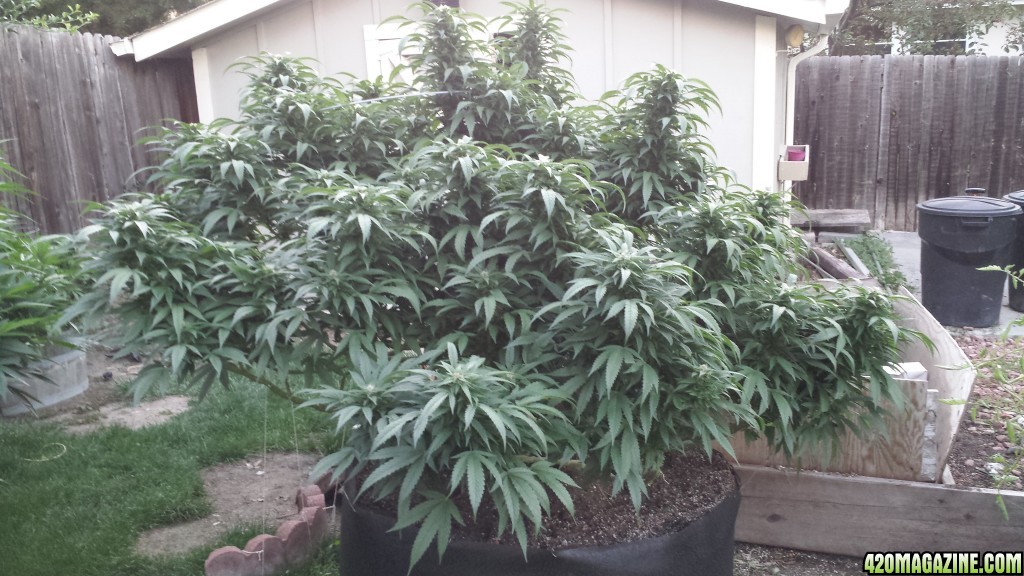 Girl Scout LST outside