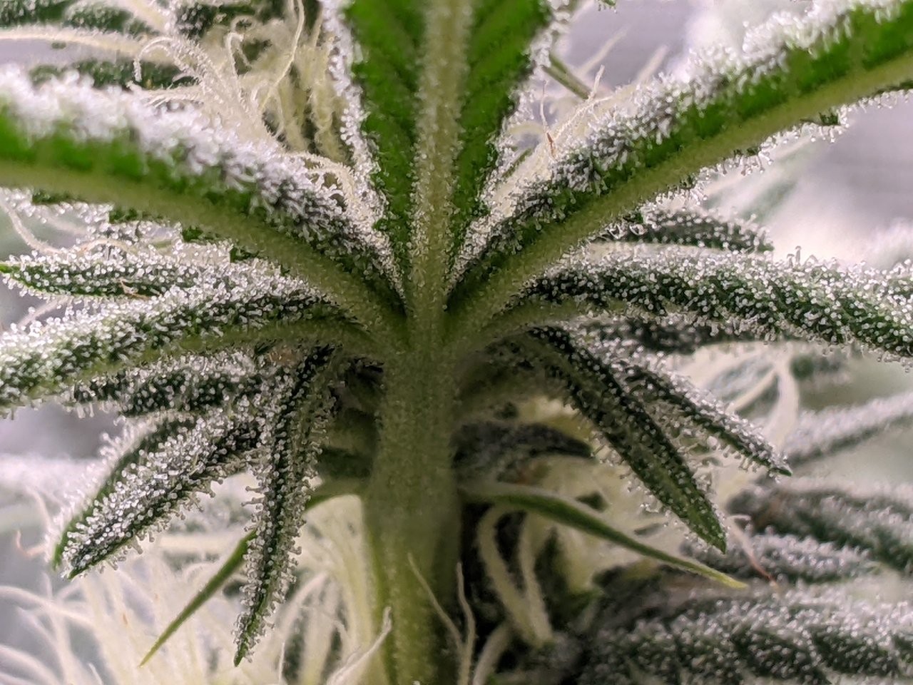 Grandmommy Purple - Herbies - Frosty Palm Tree - Flower week 3