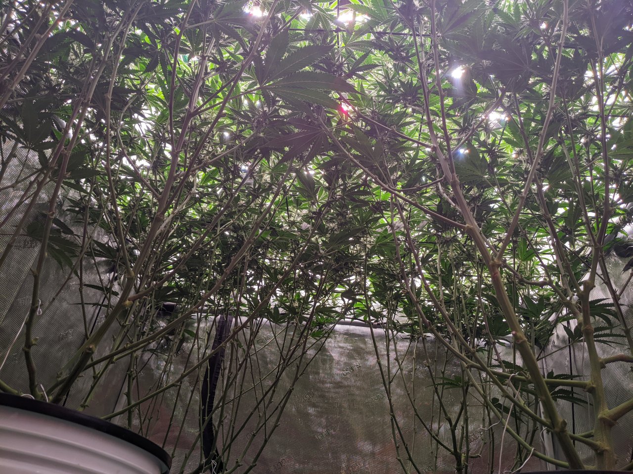Grandmommy Purple - Herbies - Under canopy - Week 3 flower