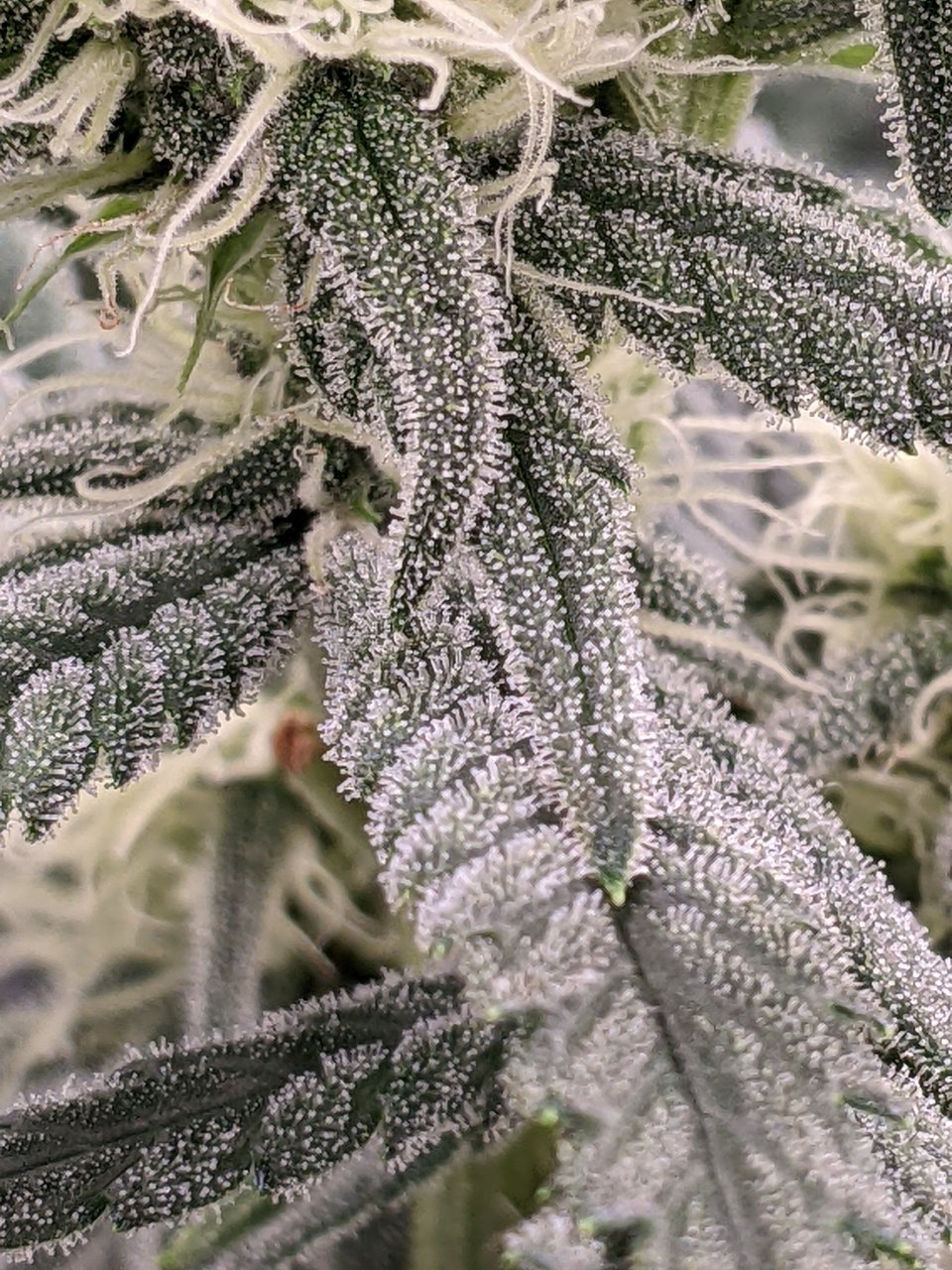 Grandmommy Purple - Herbies - Week 4 flower