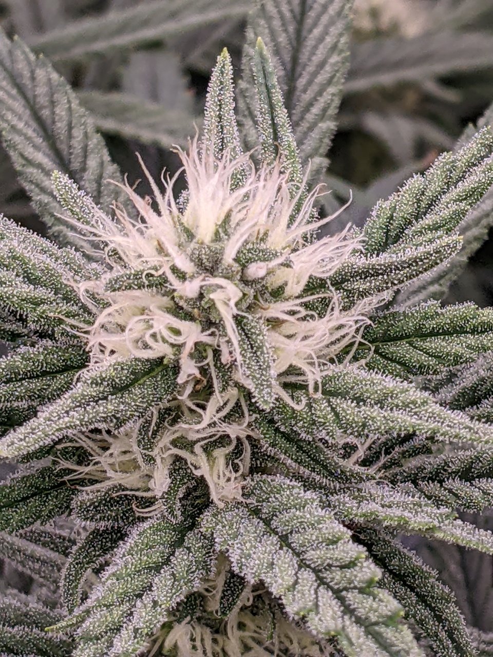 Grandmommy Purple - Herbies - Week 4 flower
