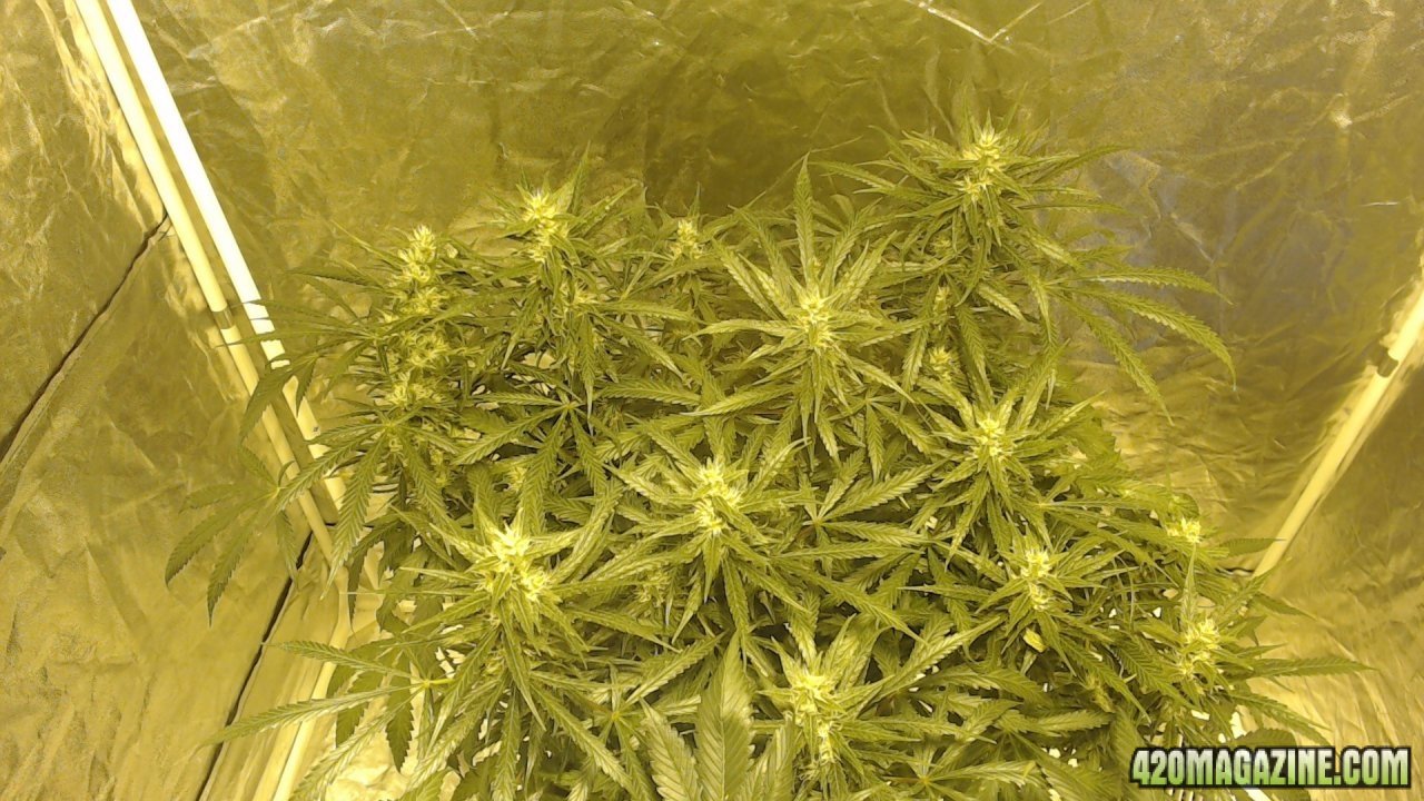 Green Crack - Update day 40 of journal