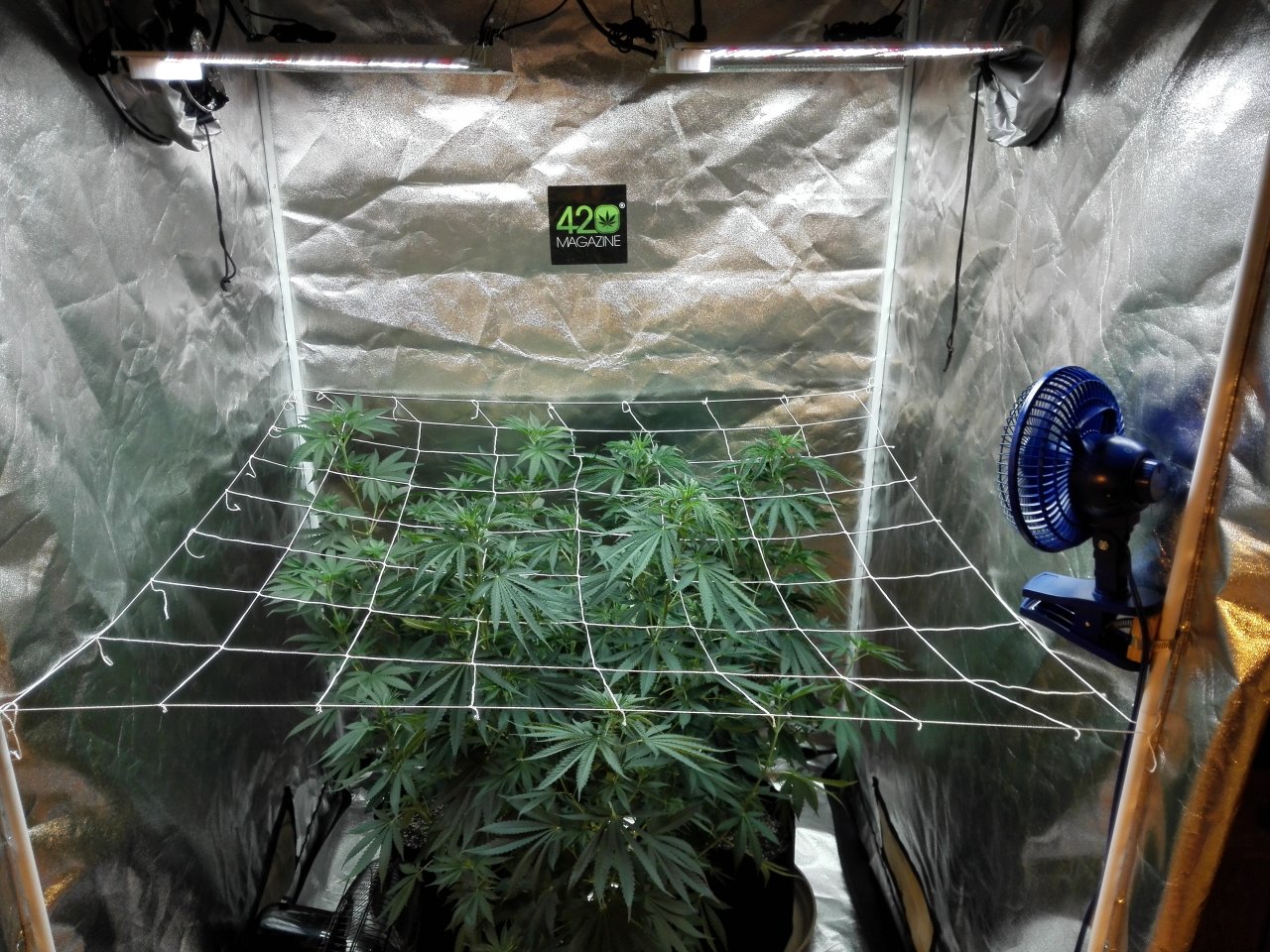 GSC under the WeeGrow lights 6-15-2021 --61 days from sprout.jpg