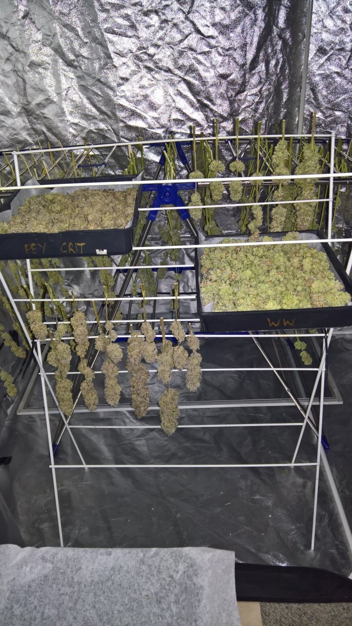 Harvest drying and de-stemming