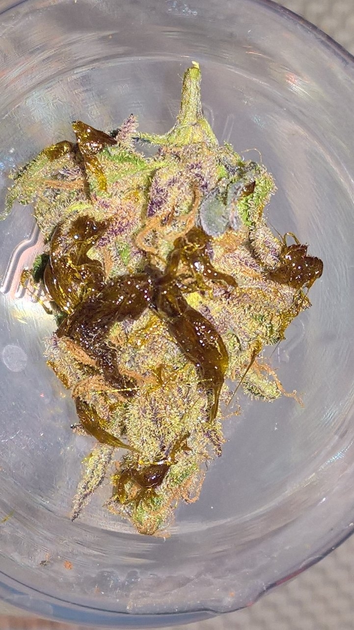 Harvest Treat G13 Rosin 'candy-ing' a Peyote Critical bud.