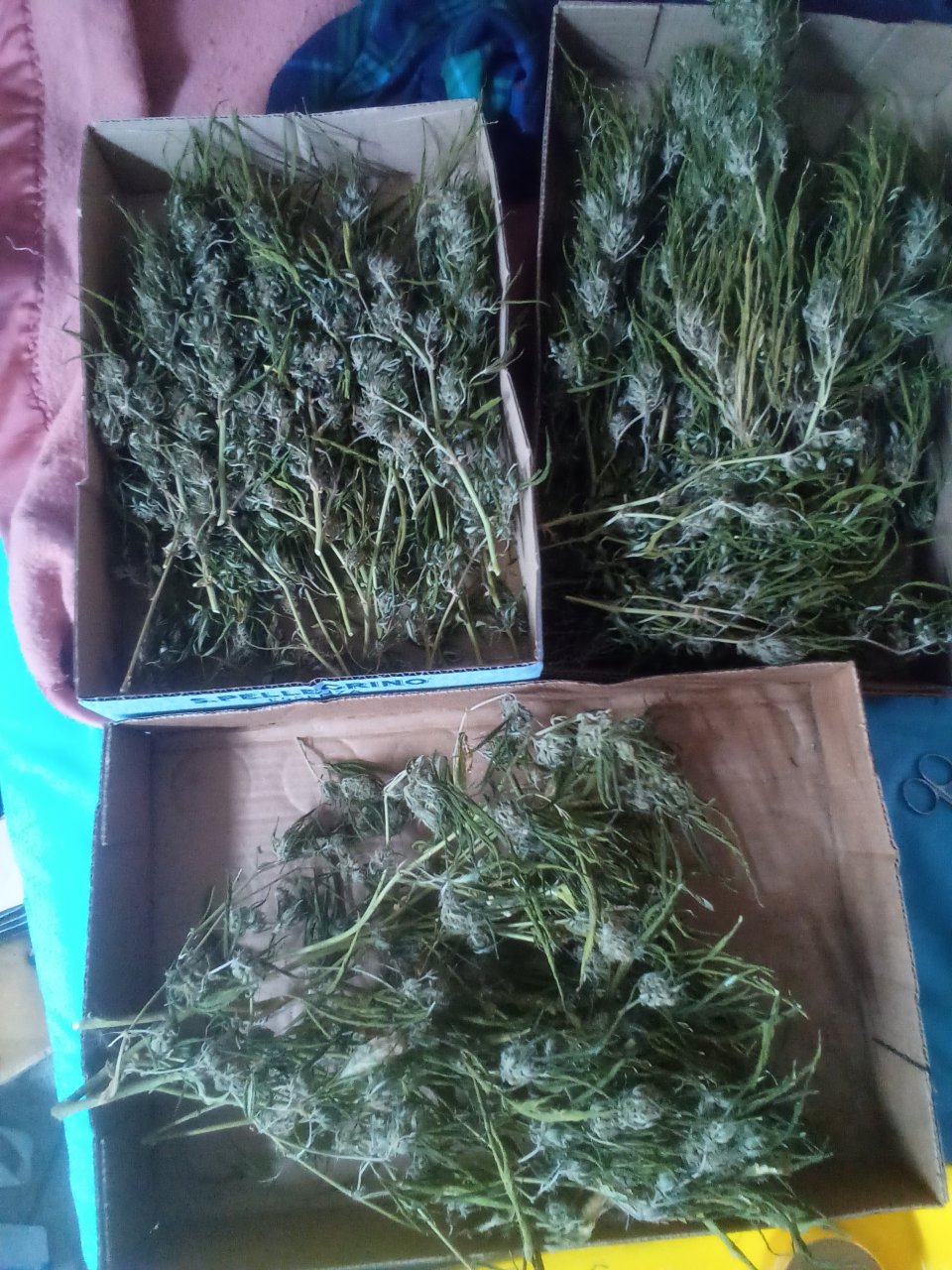 Harvested and dry enough for trimming