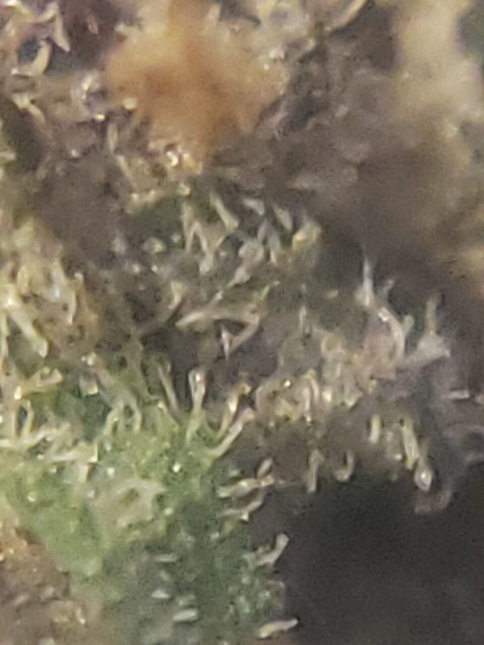 HB Sweet Tooth trich shot