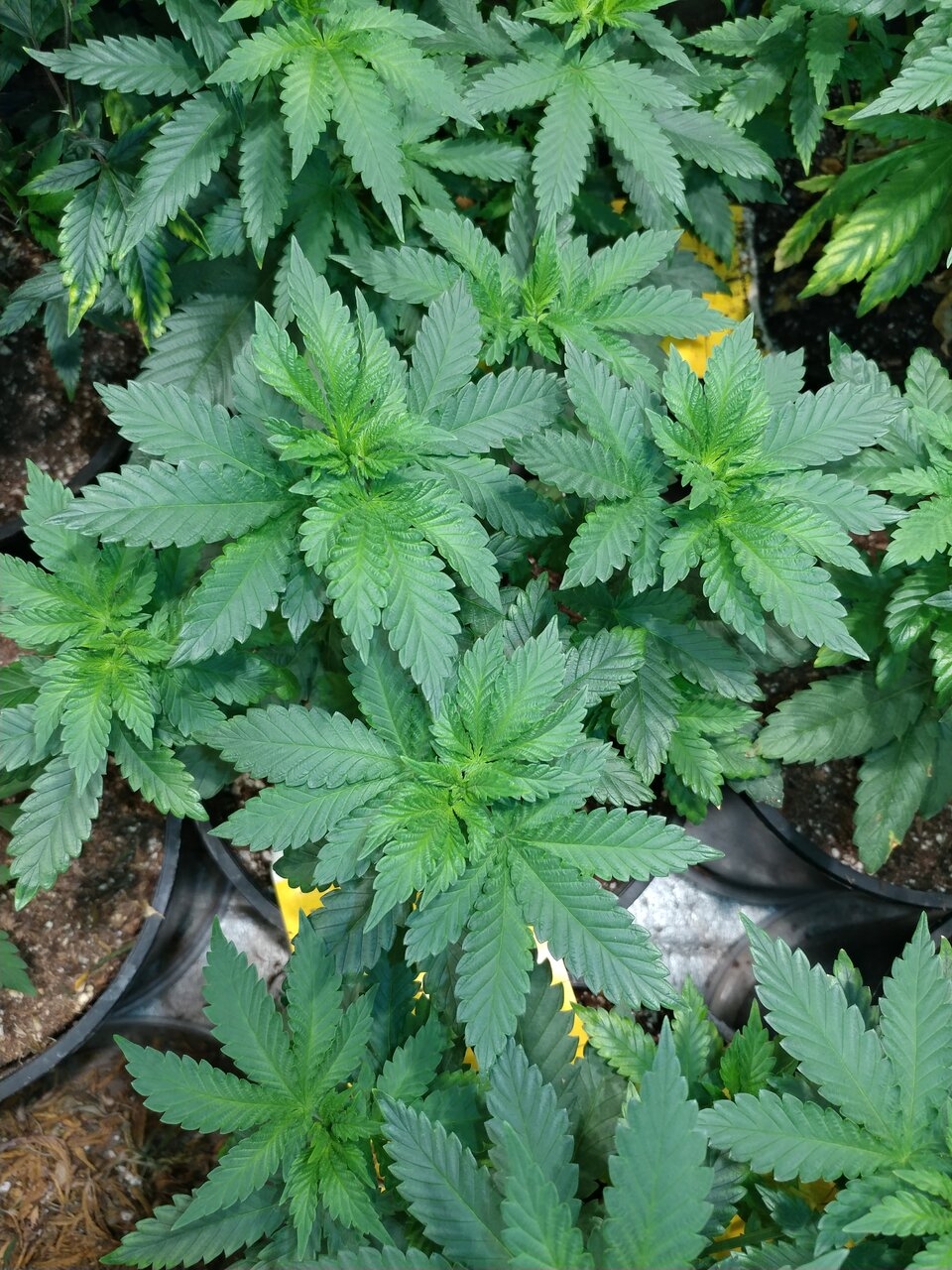 icemud_gods Gift strain_seed project_cannabis (4).jpg