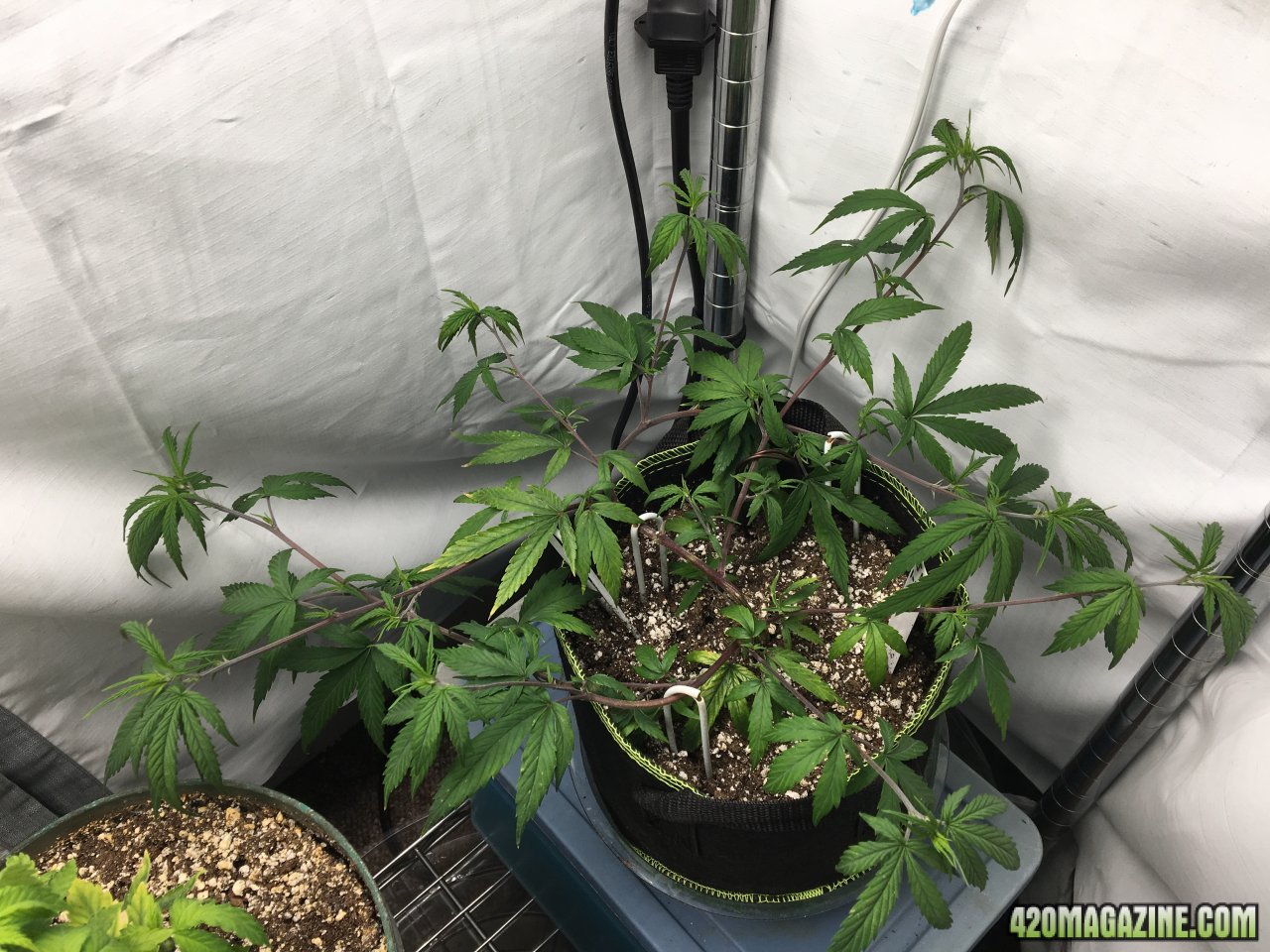 Jamaican 1.3 (Day 41)