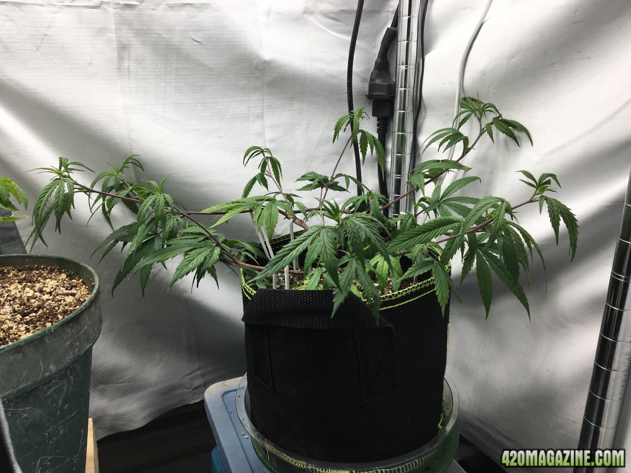 Jamaican 1.4 (Day 41)