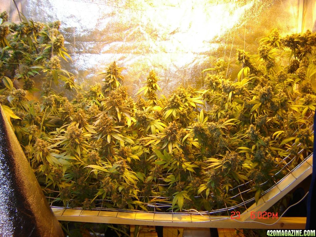 July 23, Day 59 of flowering