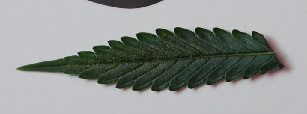 leaf issue