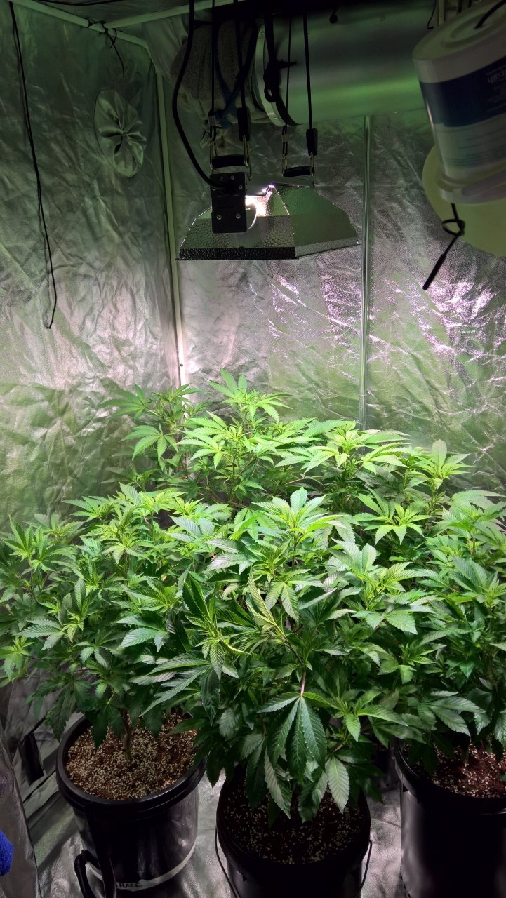 Left side of tent, 3days from flip