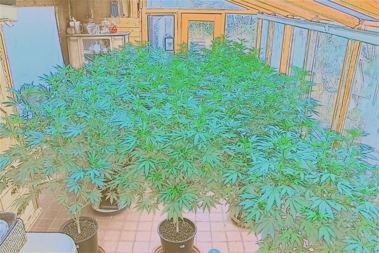 Medical Cannabis Garden in Watercolor
