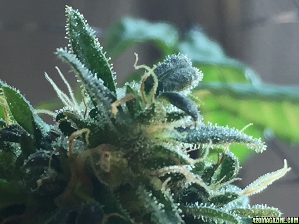 More White Widow from my first grow