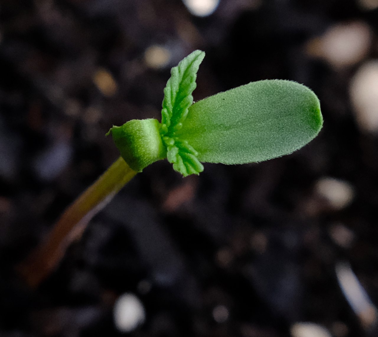 Mulanje seedling from 16 day old seed, showing some damage from slugs