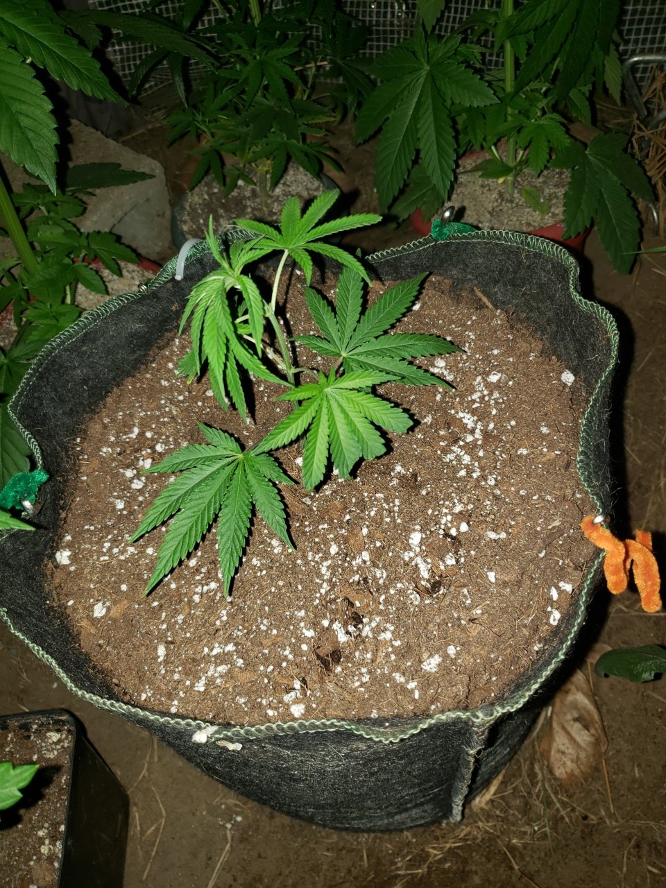 Mystery clone outdoor