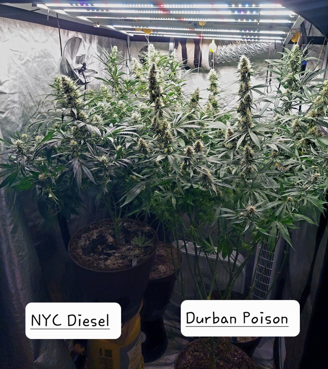 NYC Diesel-Durban Poison-Grow Journal-Summer Grow 2023
