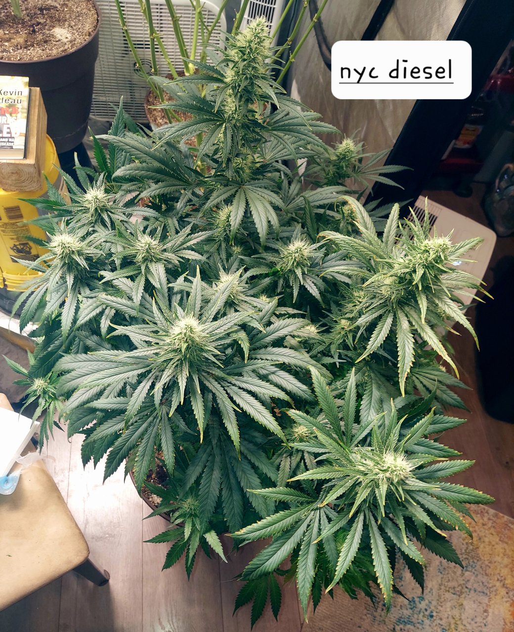 NYC Diesel-Grow Journal-Summer Grow 2023