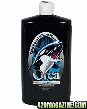 orca1