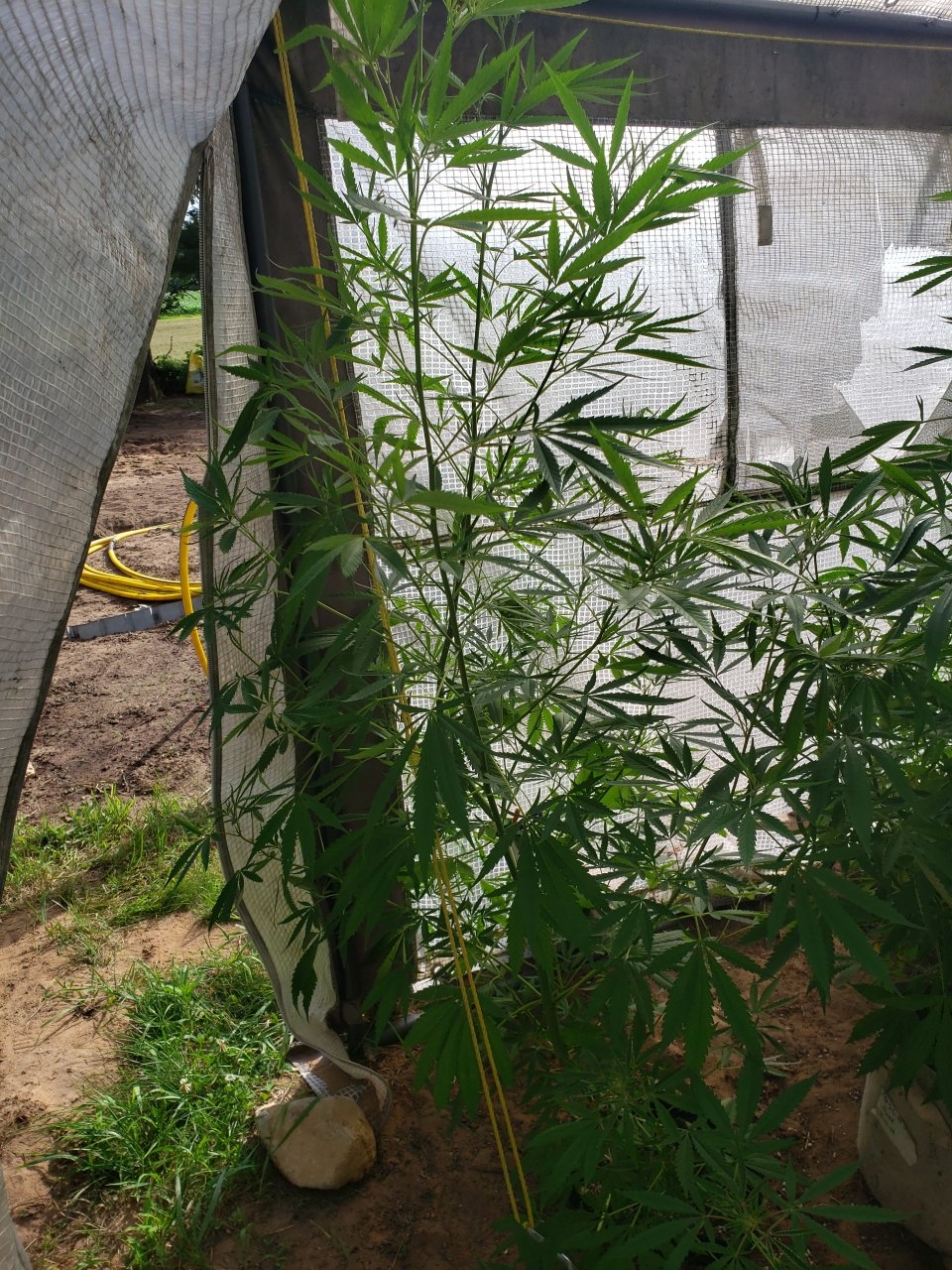 Outdoor Afrodite about 6 foot tall