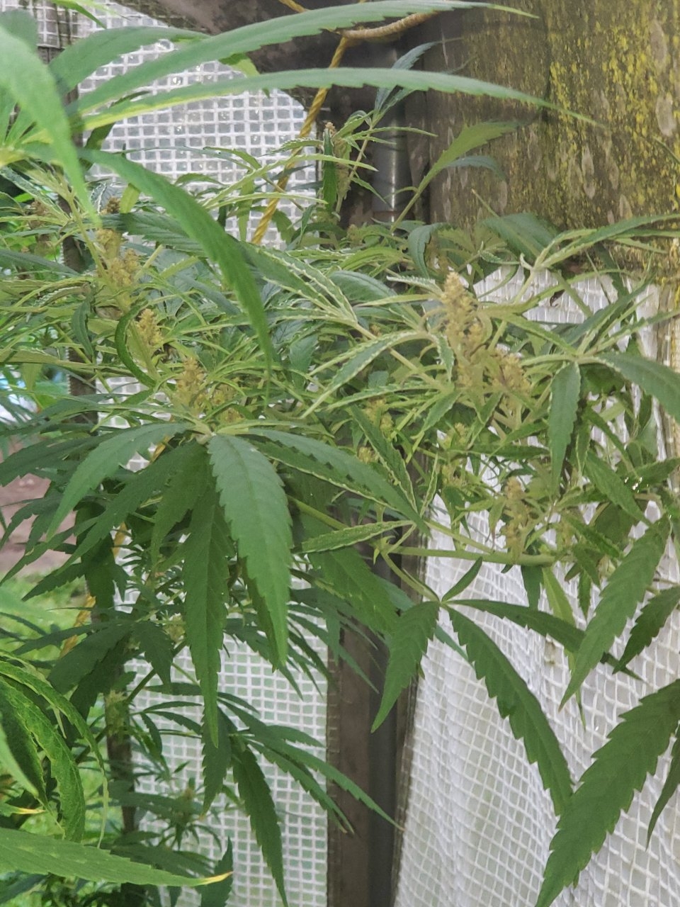 Outdoor Afrodite buds starting to form