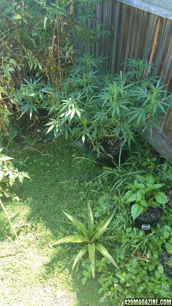 Outdoor grow